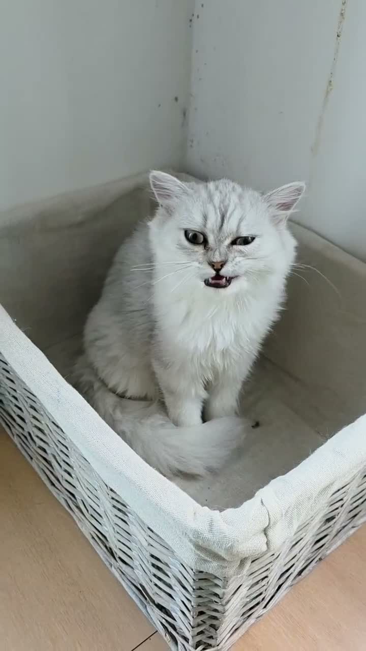 Persian cats for sale: Gorgeous Persian Chinchilla Kittens  - Video 1