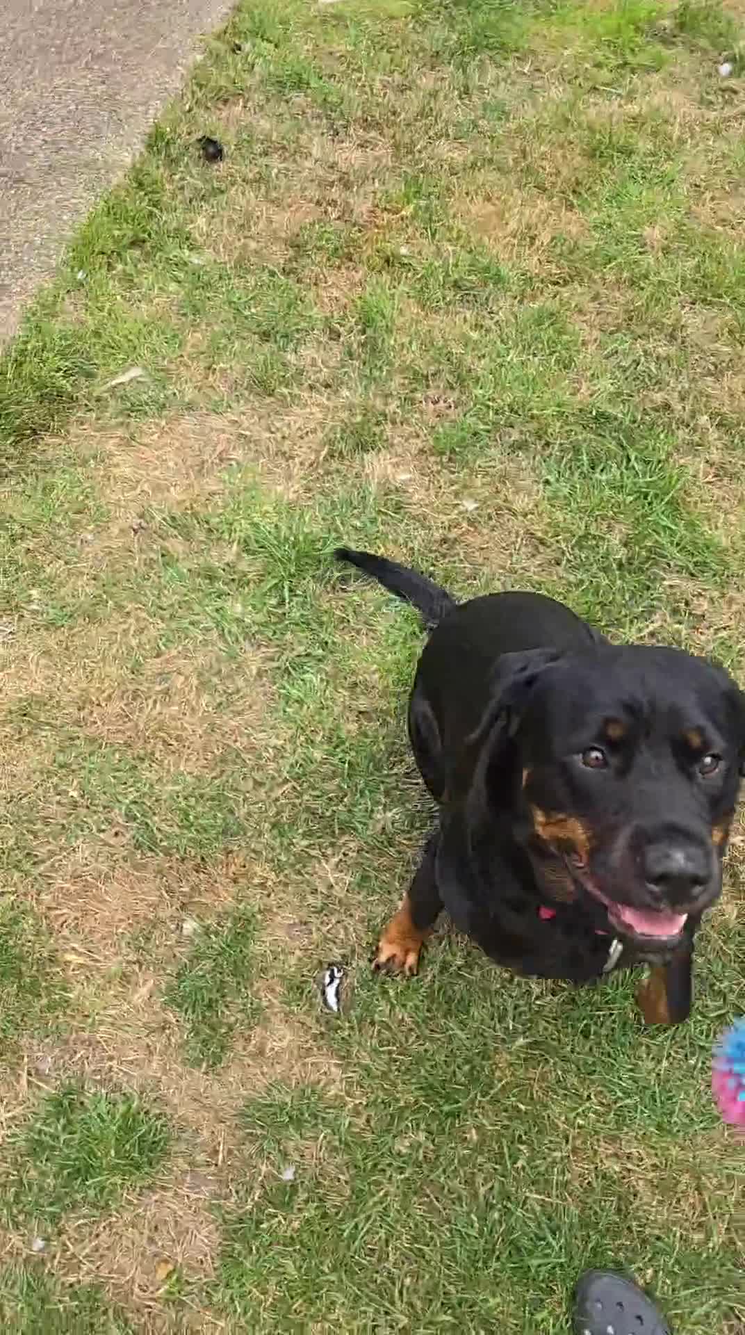 Rottweiler dogs for sale: COMPLETLEY FREE !!!! 4 year old female rottweiler - Video 1