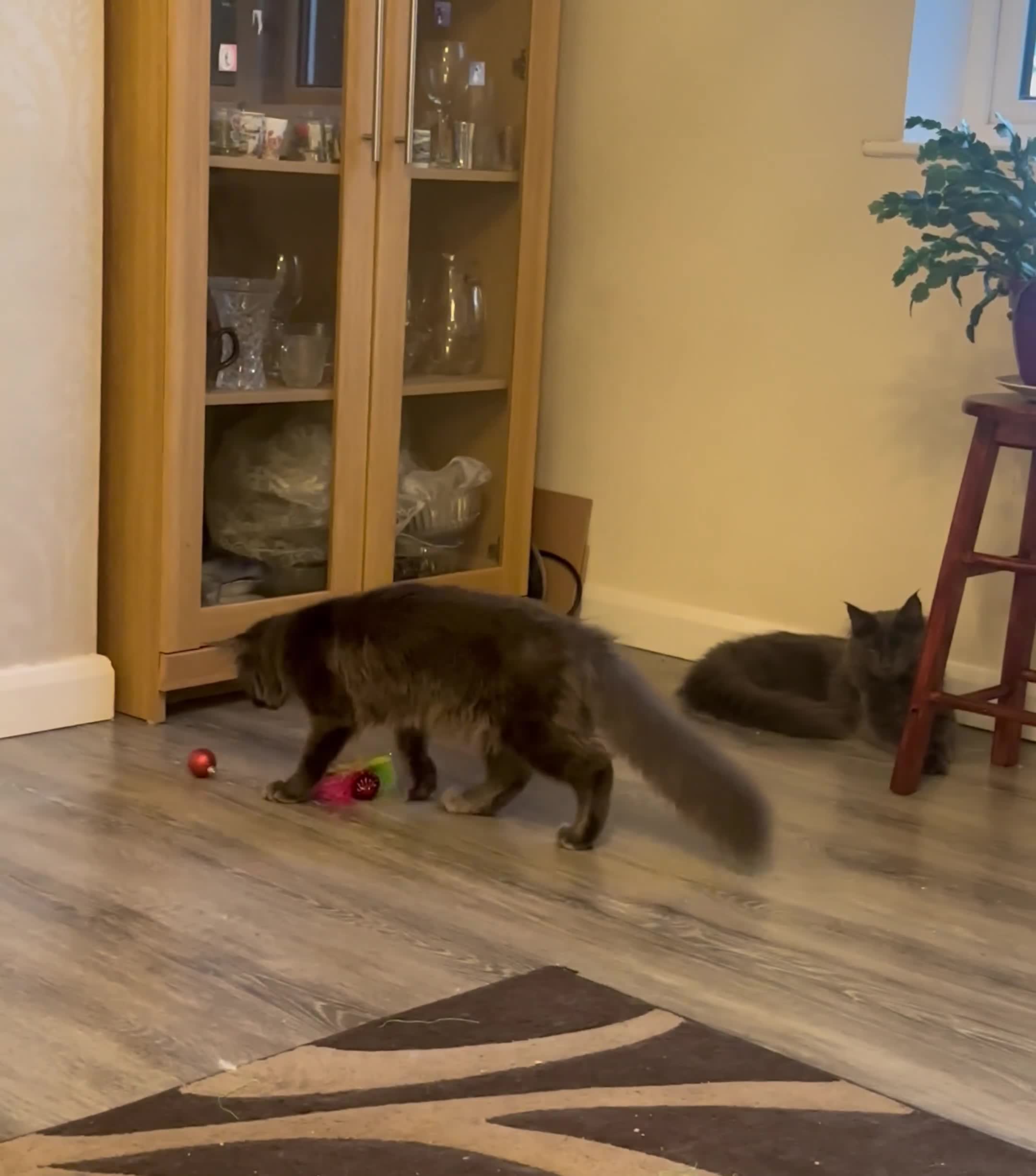 Maine Coon cats for sale: Gorgeous breeder kittens - Video 1