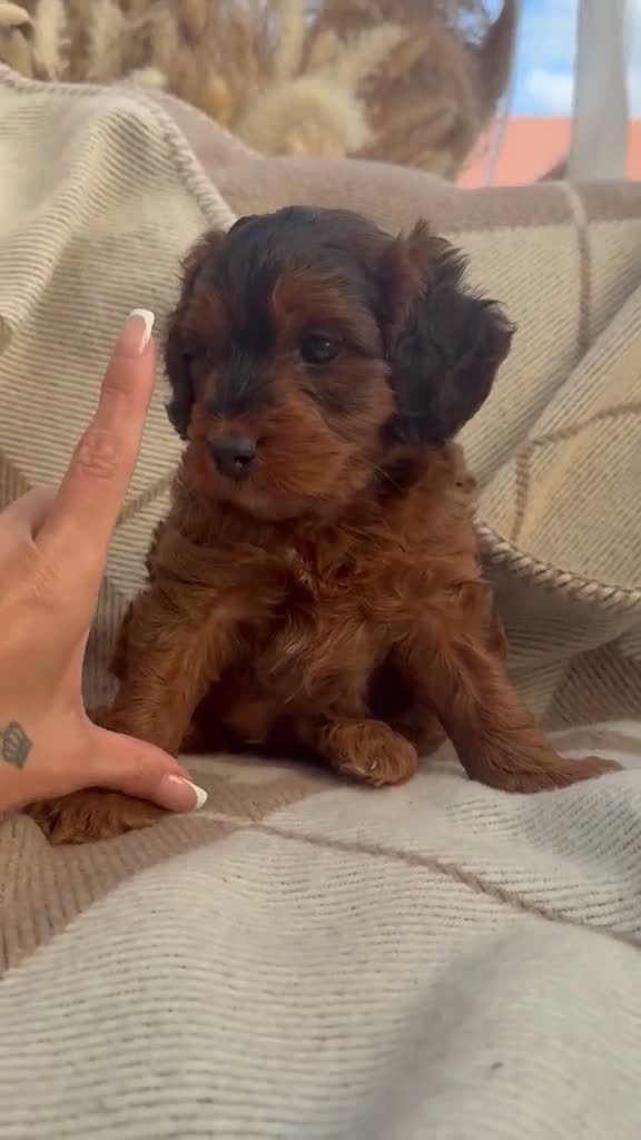Cockapoo dogs for sale: Male Miniature cockerpoo puppy for sale - Video 1