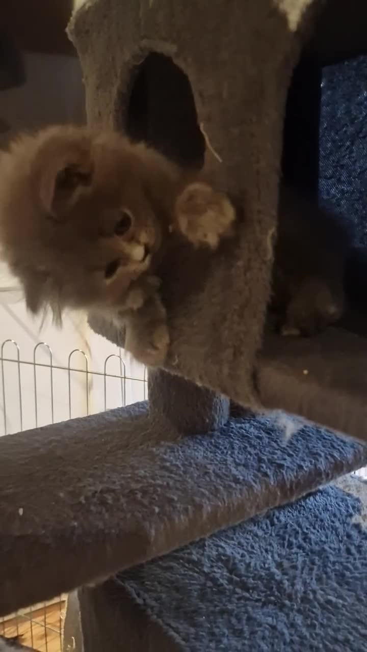 British Longhair cats for sale: Blue & Lilac Gorgeous British longhair kittens - Video 2
