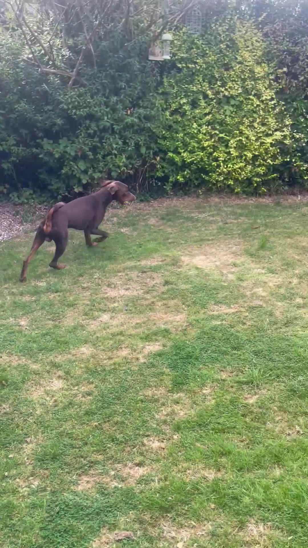 Mixed Breed dogs for sale: Hunter - beautiful Doberman  in Wigan - Video 1