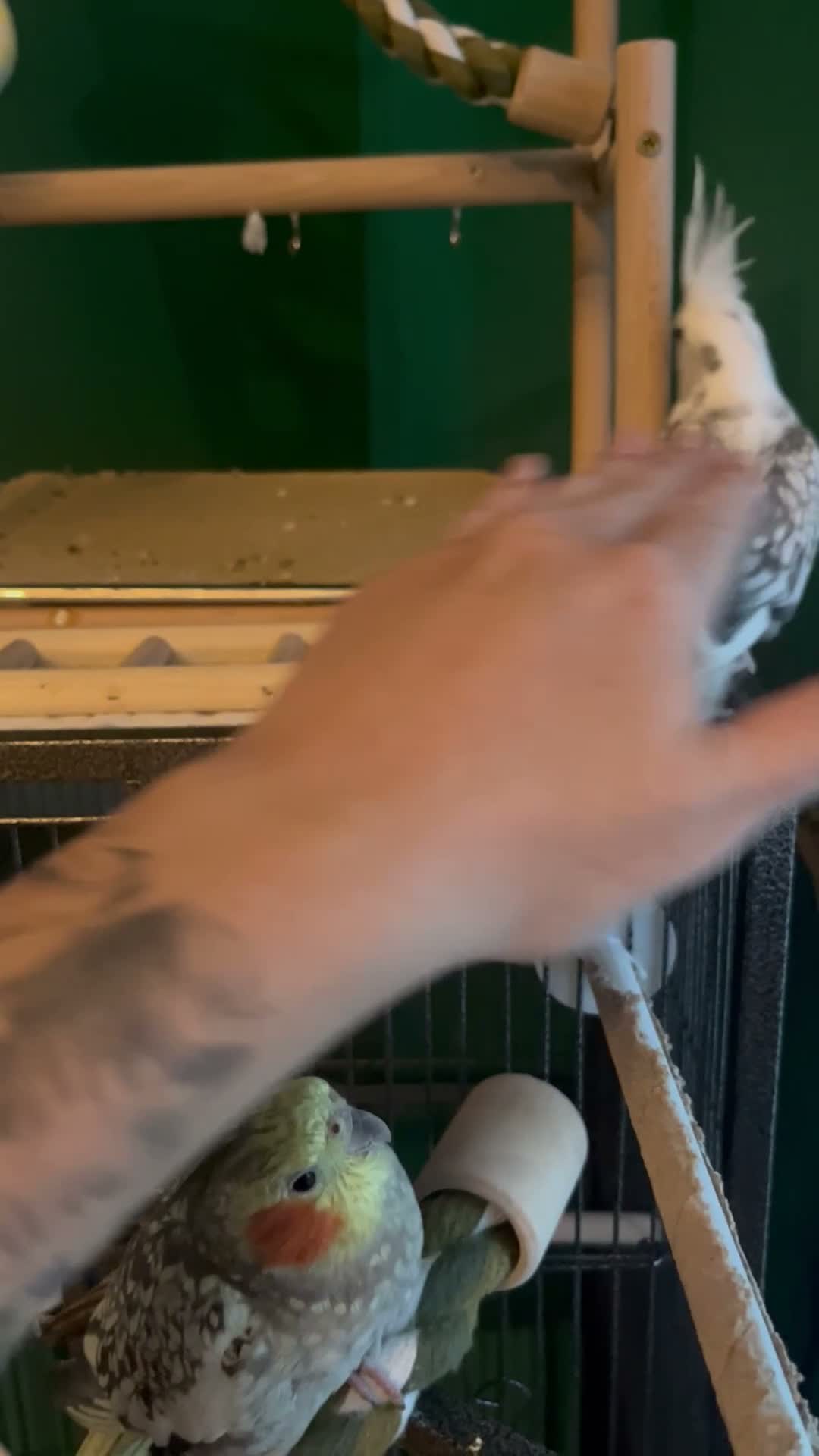 Cockatiels birds for sale: Male and female cockatiel  - Video 1