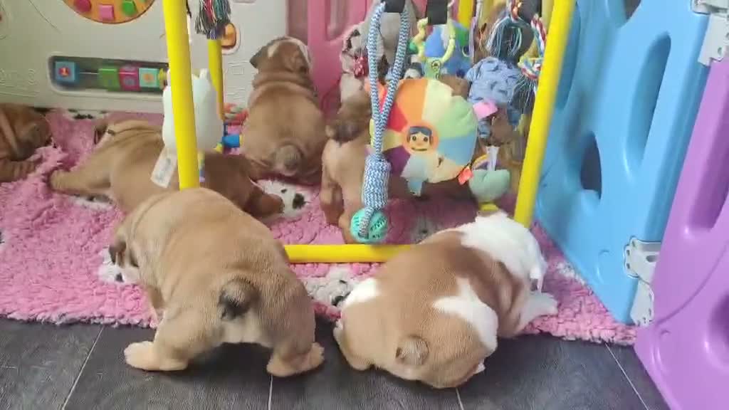 English Bulldog dogs for sale: KC registered  English Bulldog Puppies. - Video 1