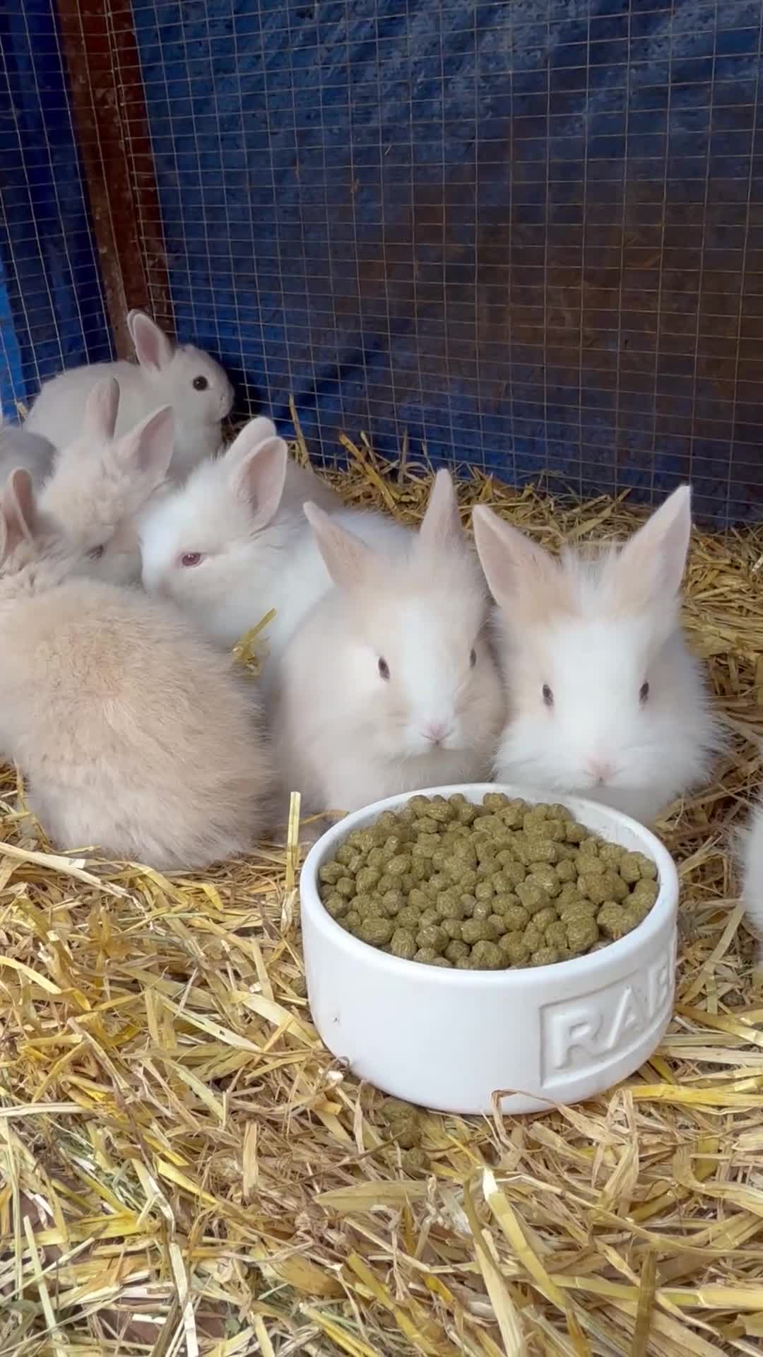 Lionhead rabbits for sale: 9x gorgeous fluffy lionhead bunnies  - Video 1