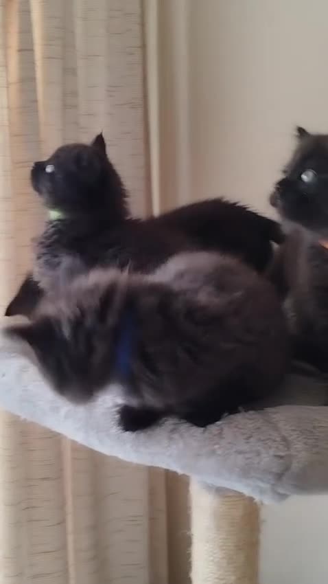British Longhair cats for sale: Rare Chocolate Smoke Undercoat: Adorable Fluffies! - Video 1