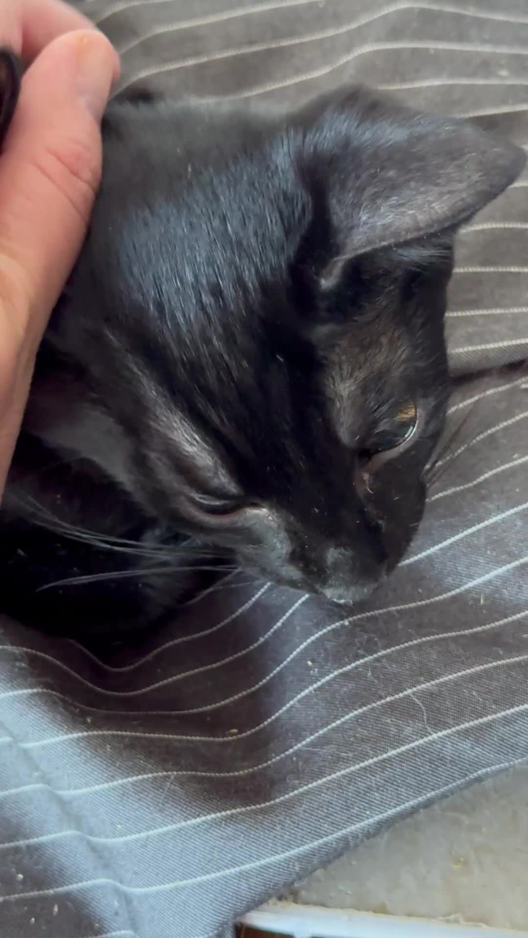 Oriental cats for sale: Oriental kittens for sale (4 ready now!) - Video 3