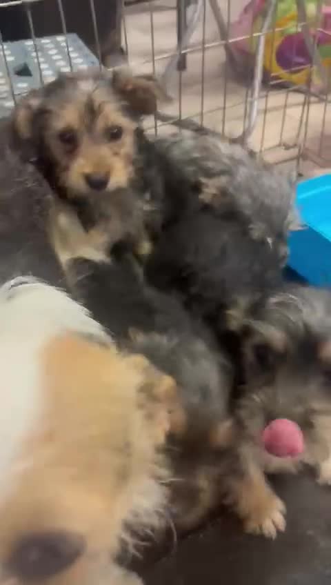 Mixed Breed dogs for sale: Jack Russel x Yorkshire Terrier  - Video 1