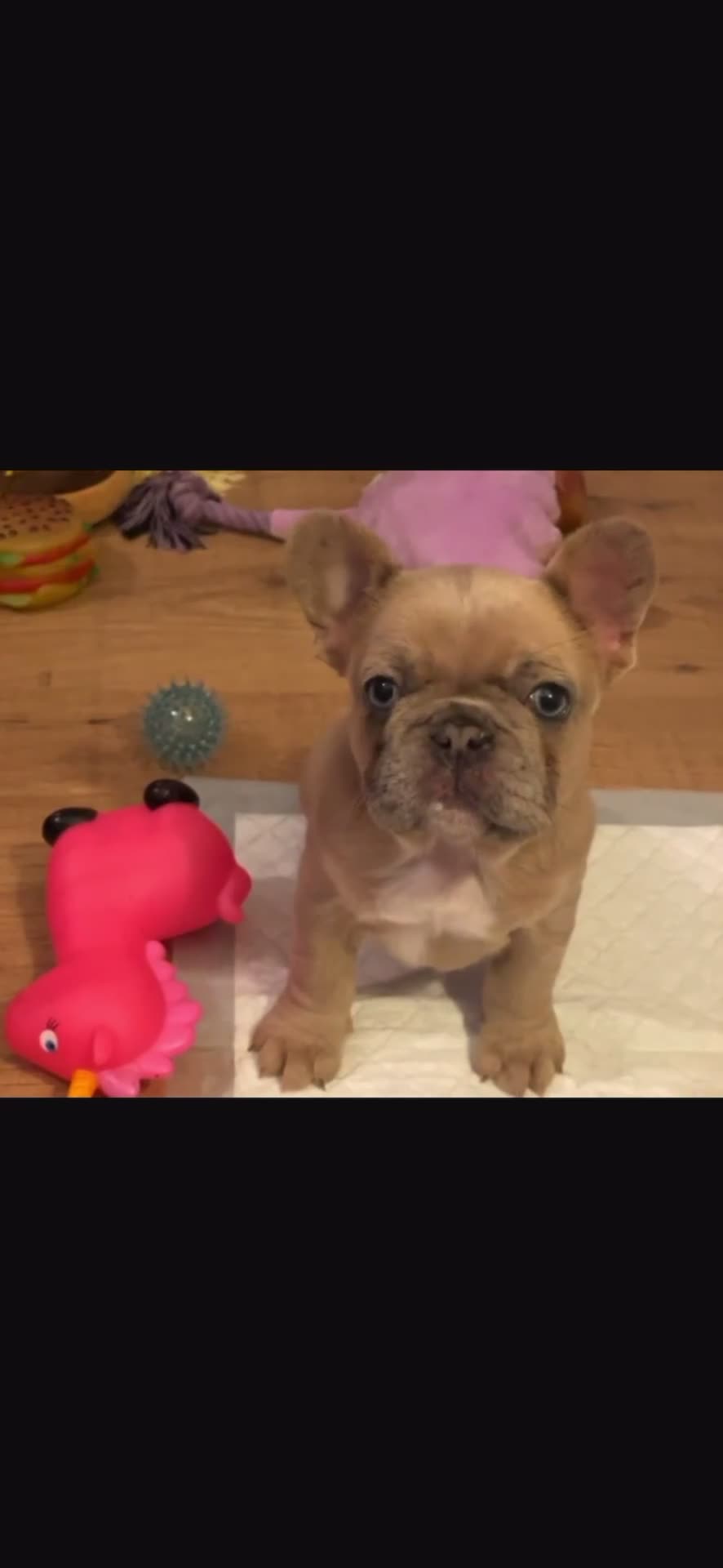 French Bulldog dogs for sale: Handsome French bulldog puppy for sale!!  - Video 1