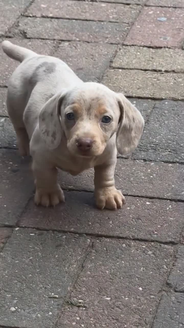 Dachshund dogs for sale: 3 beautiful dashound puppies !  - Video 3
