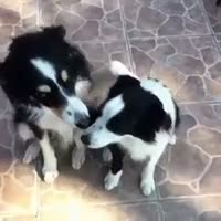 Mixed Breed dogs for sale: Rottweiler cross collie - Video 1