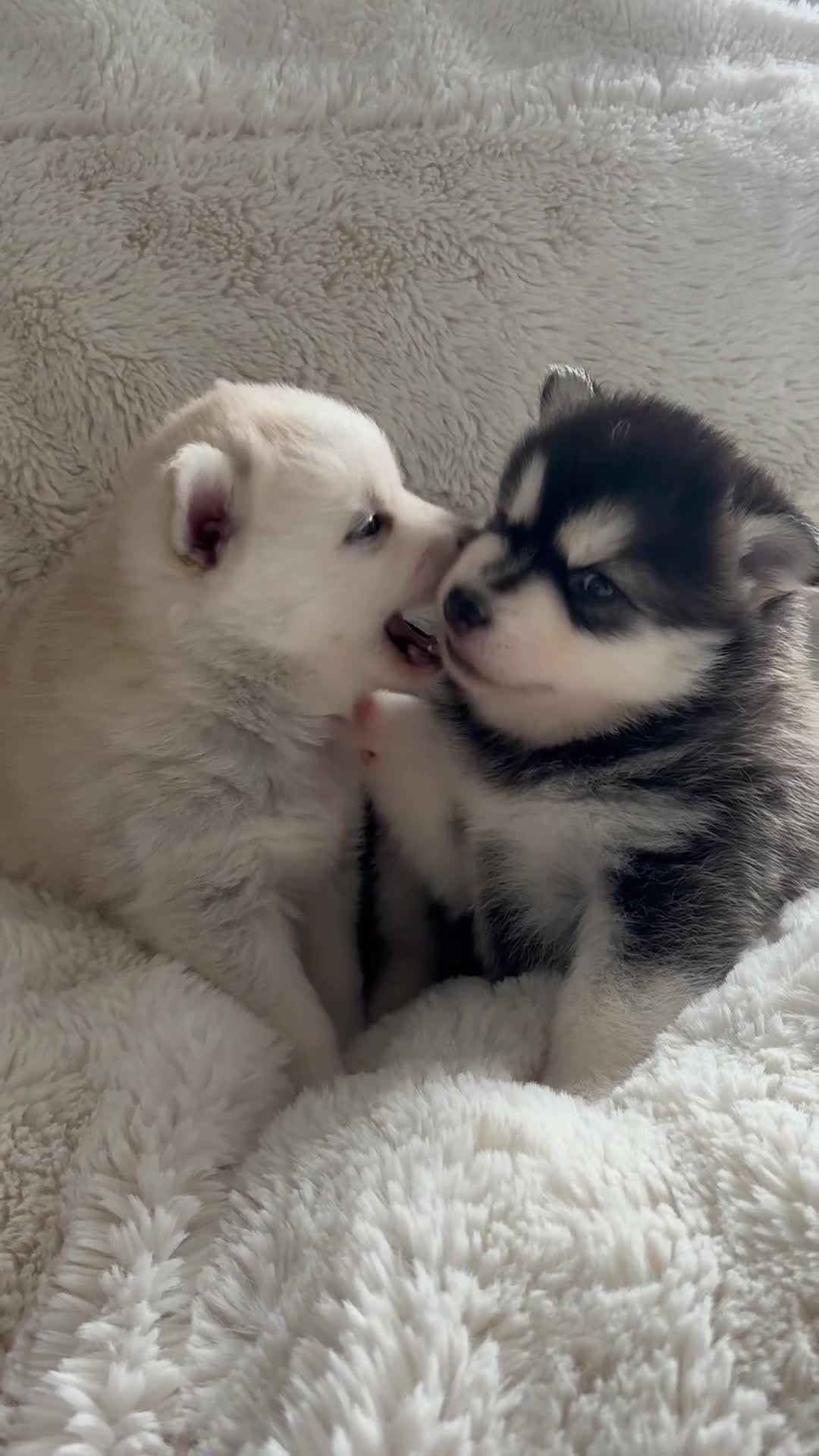 Pomsky dogs for sale: Last 1 now reduced 🩷  F3 real pomsky puppies  - Video 2