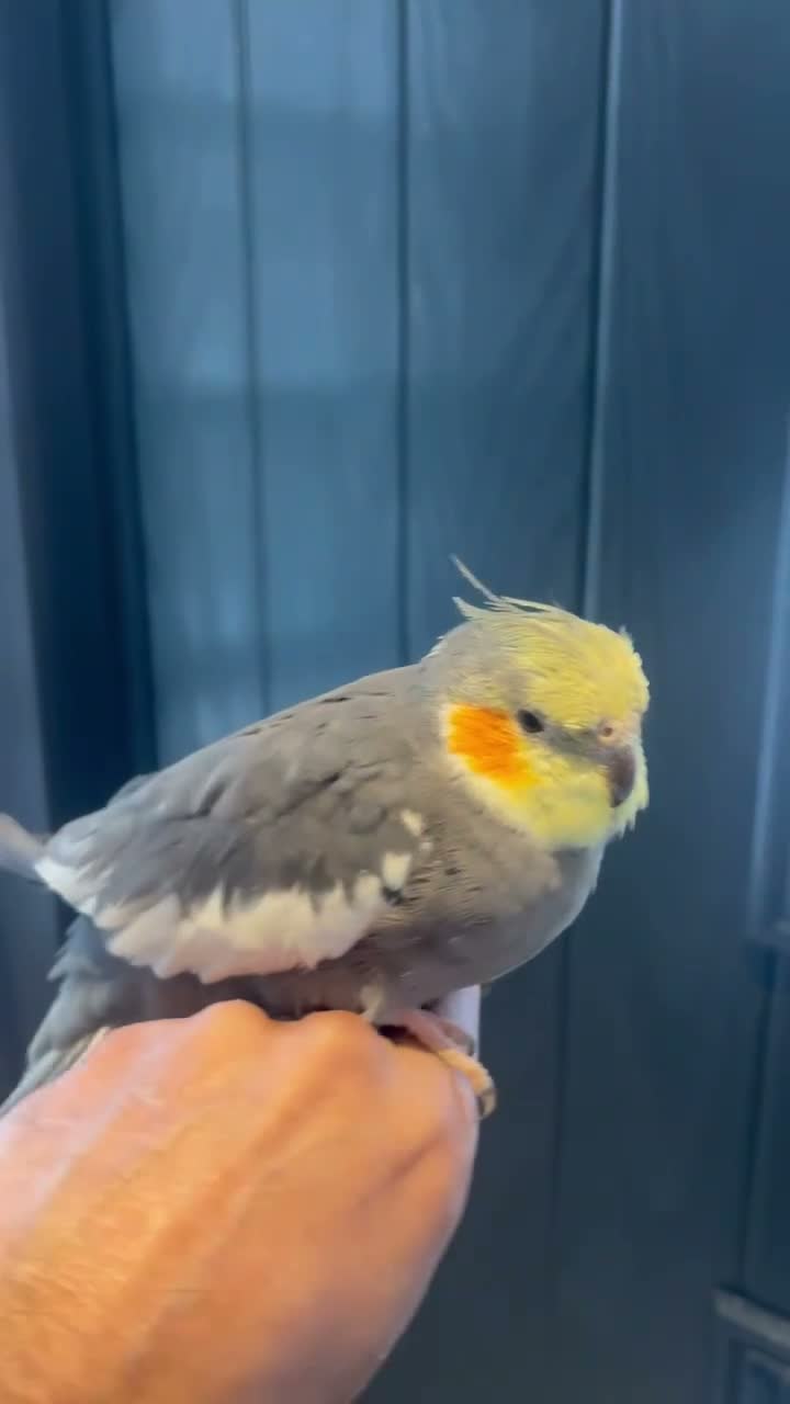 Mixed Breed birds for sale: Baby, tame, breeding birds clearance - Video 1