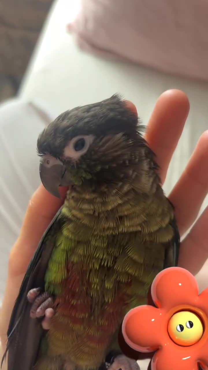 Conures birds for sale: URGENT SELL Tame 6-month old Male Conure in Wembley - Video 2