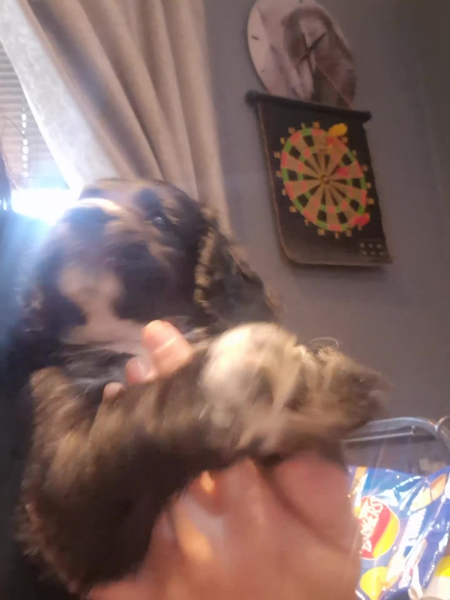 Cocker Spaniel dogs for sale: Last boy left !! working cocker spaniels - Video 2