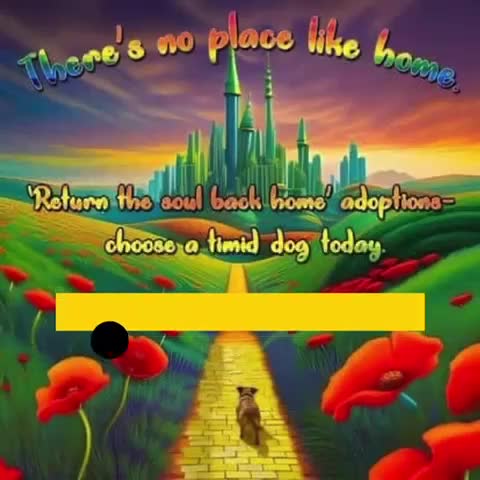Mixed Breed dogs for adoption: Avis- 20 months - Available Devon area 🇬🇧🇬🇧 in Brixham - Video 4