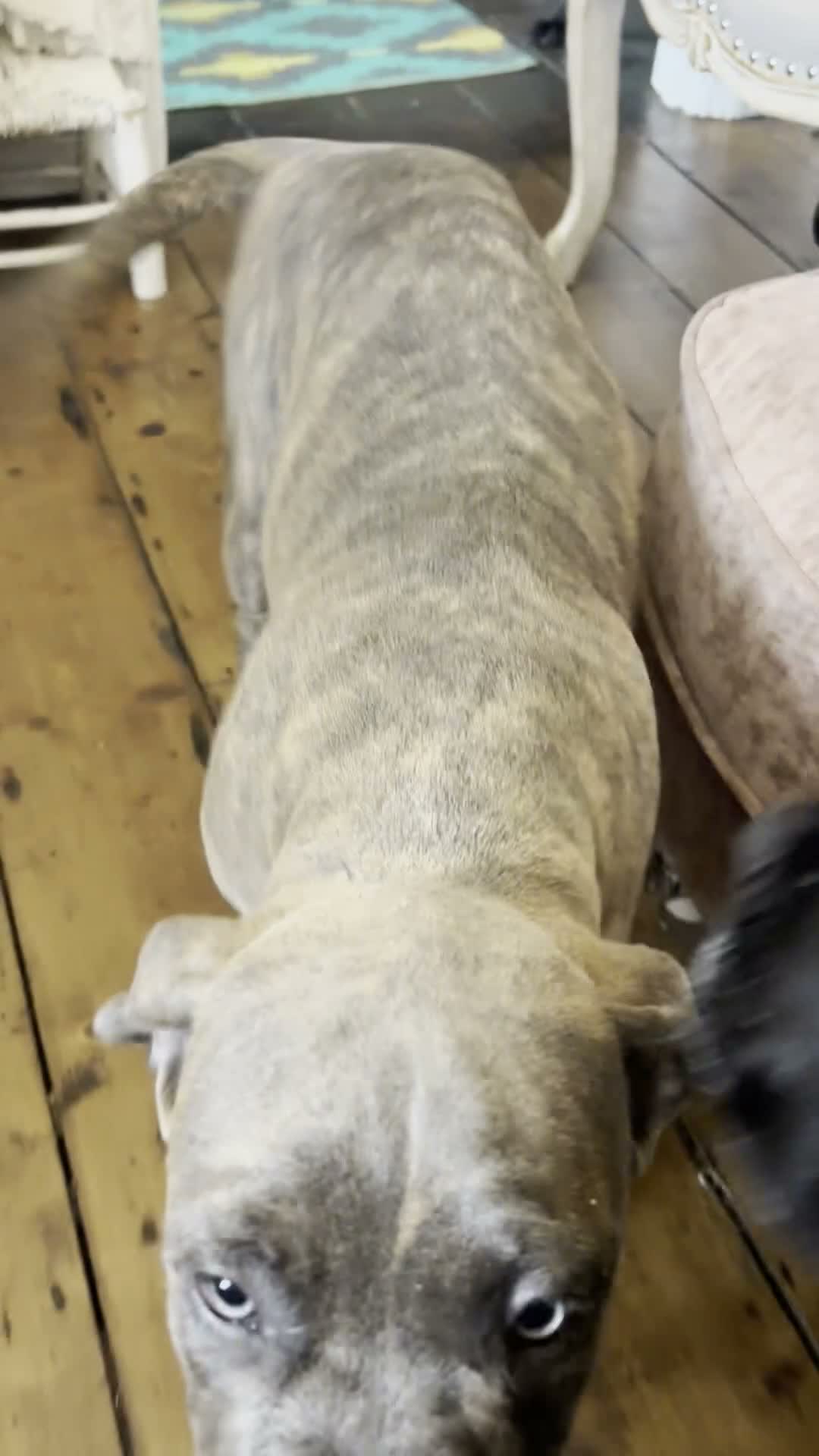 Mixed Breed dogs for sale: Styunning Cane Corso / Bullmasitff mix Puppies  - Video 2
