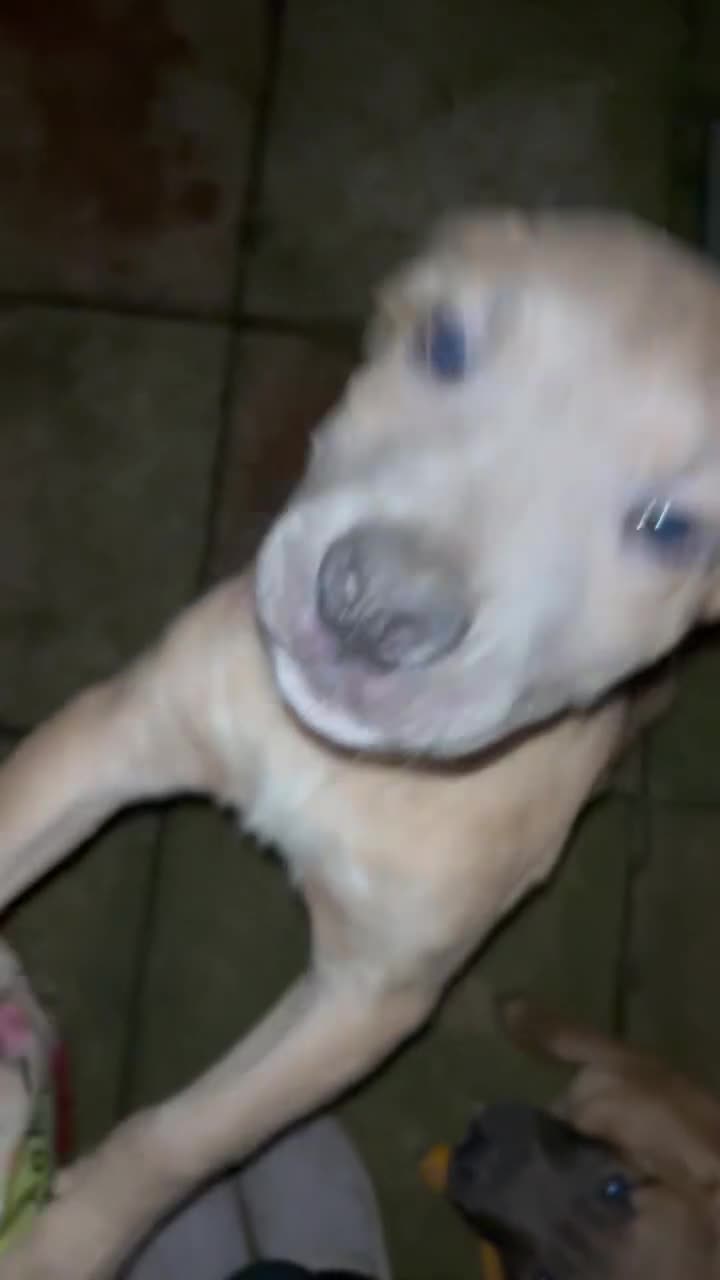 Mixed Breed dogs for sale: URGENT REHOMING - 18 weeks old puppy  - Video 3