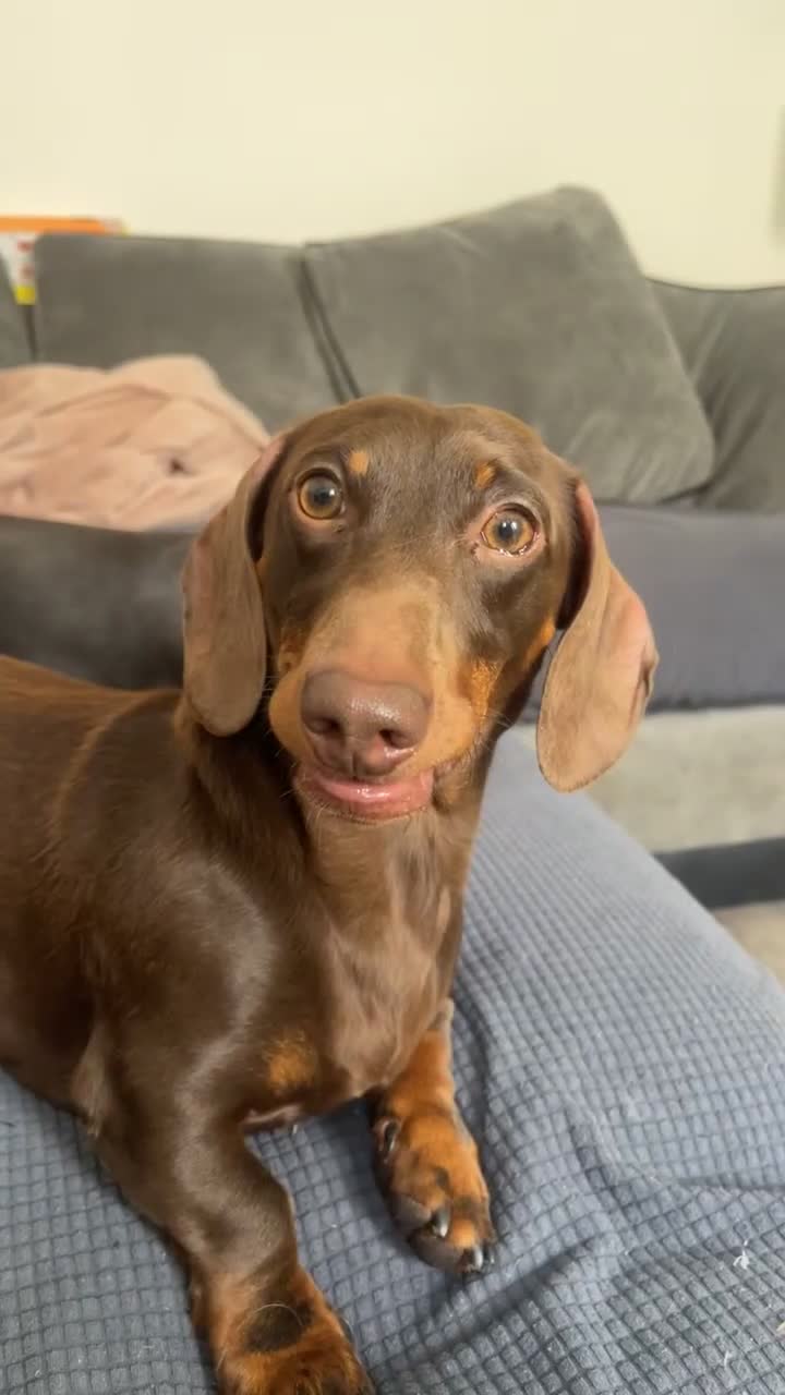 Miniature Dachshund dogs for sale: Male miniature daushund  - Video 1