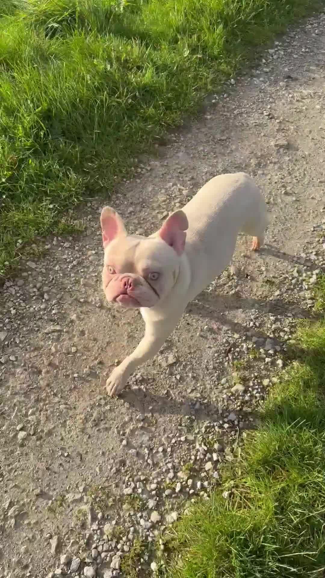French Bulldog dogs for sale: Ebou x from highly tested Parents - Video 5