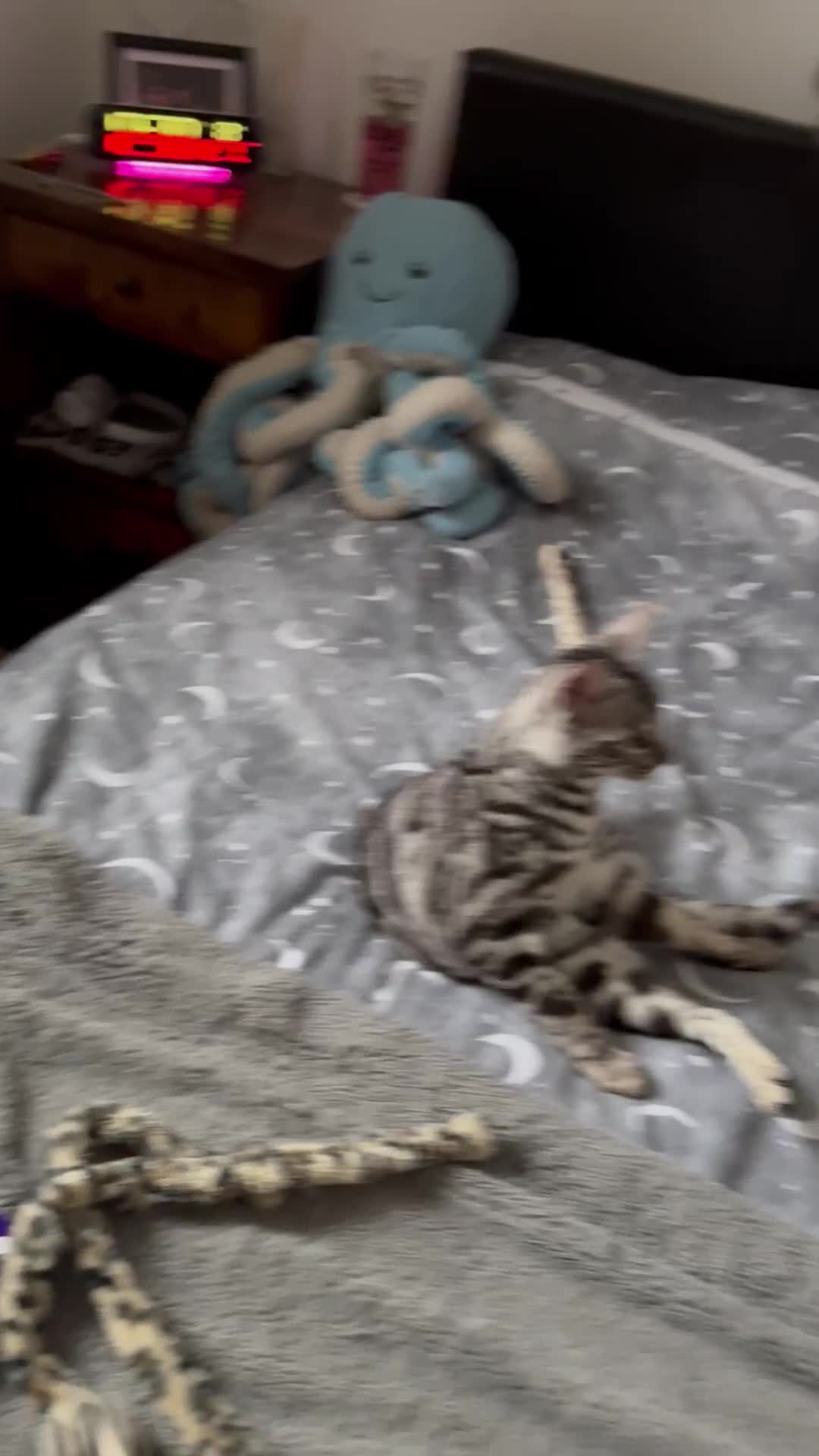 Bengal cats for sale: Silver rosetted Bengal🐆 - Video 4