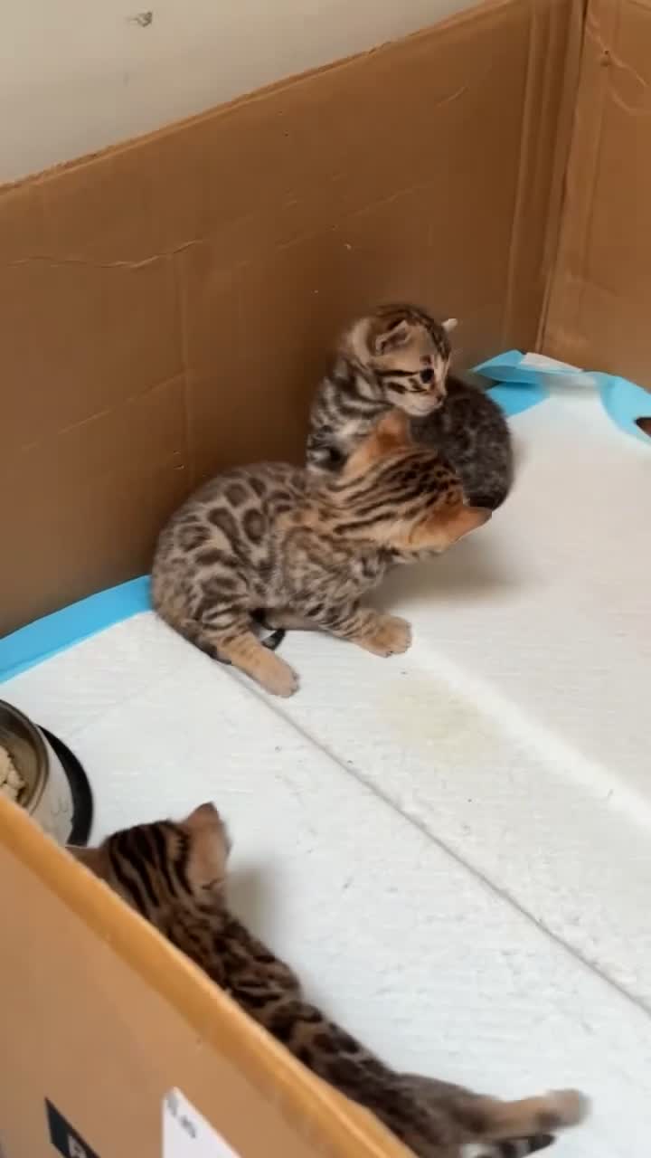 Bengal cats for sale: 2 beautiful bengal boys! - Video 1