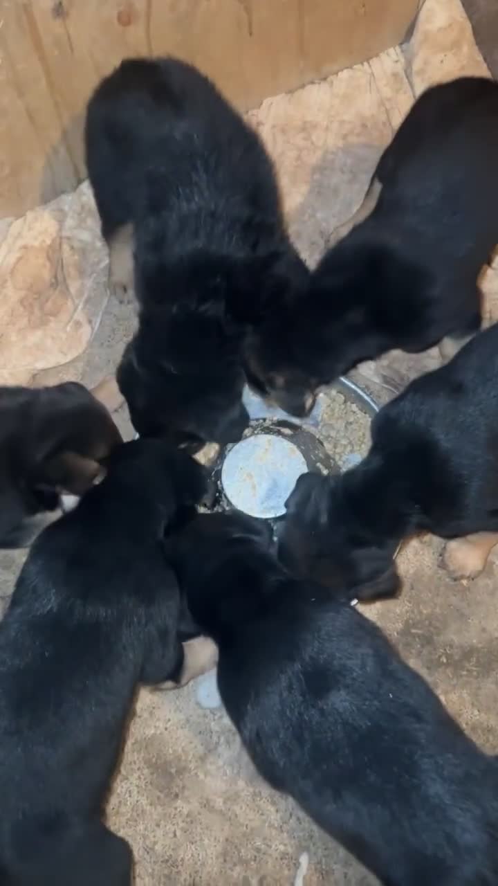 Huntaway dogs for sale: Lovely huntaway cross puppies available  - Video 1