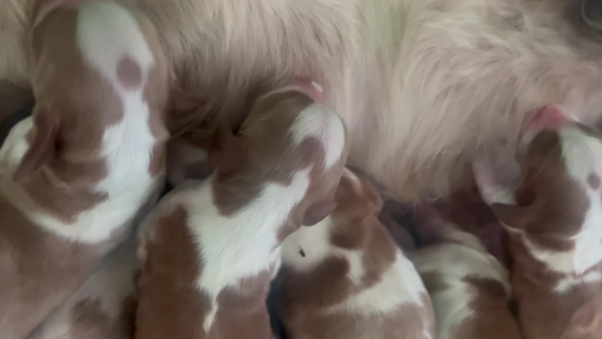 Welsh Springer Spaniel dogs for sale: Welshie 🏴󠁧󠁢󠁷󠁬󠁳󠁿 pups health tested parents  - Video 1