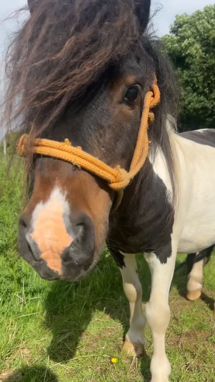 Shetland pony horses for sale: Registered Shetland Looking for His Forever Home - Video 1