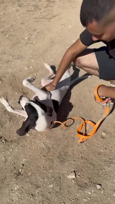 Mixed Breed dogs for adoption: Mitsis, ariegois cross, ready for a family  in Llanelli - Video 4