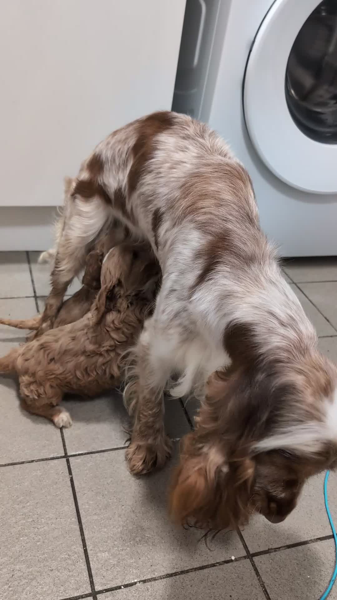 Cockapoo dogs for sale: Showtype F1 Cockapoos! Parents DNA Clear ✅ - Video 3