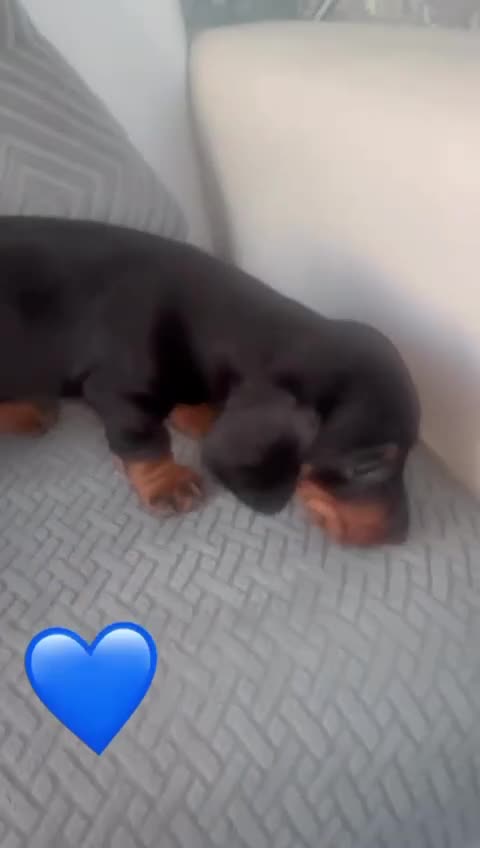 Miniature Dachshund dogs for sale: Miniature dachshund puppies - Video 1