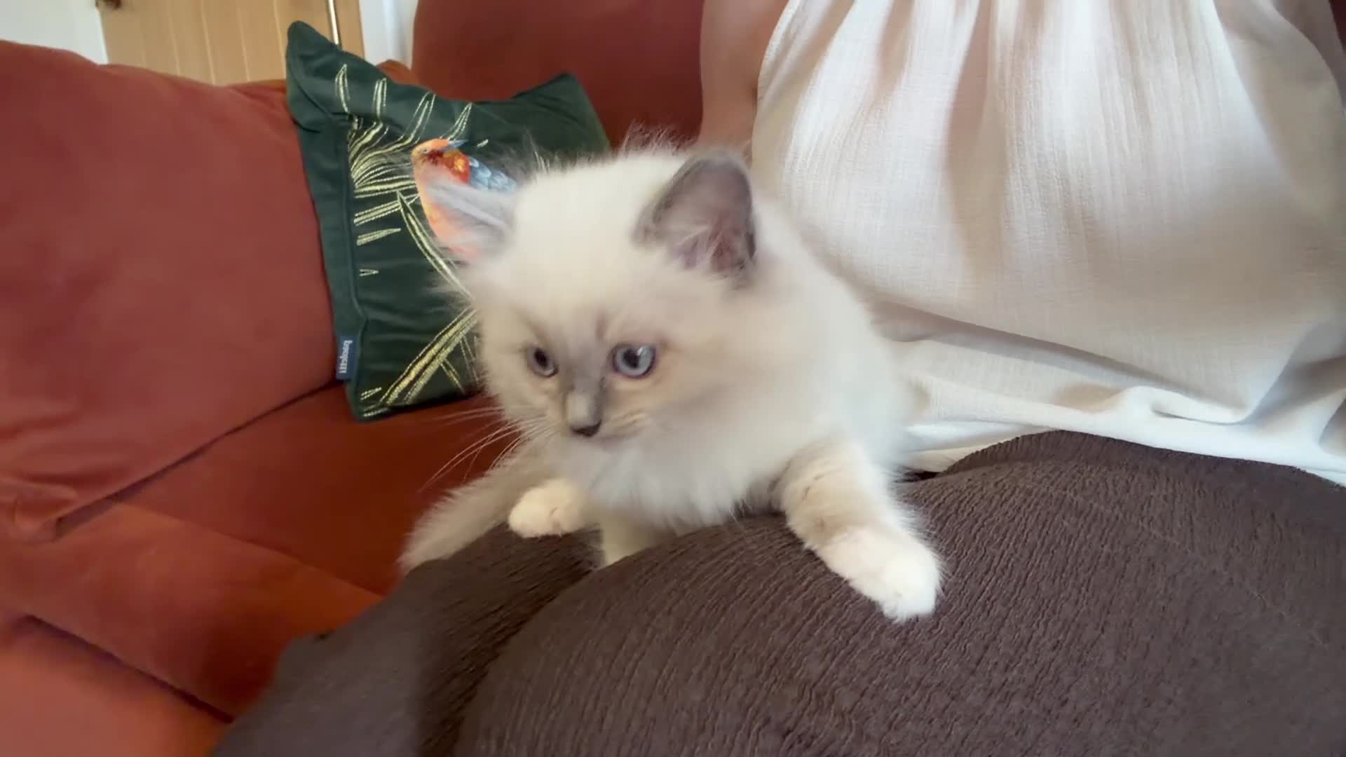 Ragdoll cats for sale: 🌸Active price £1650-DNA health tested🌸 - Video 3