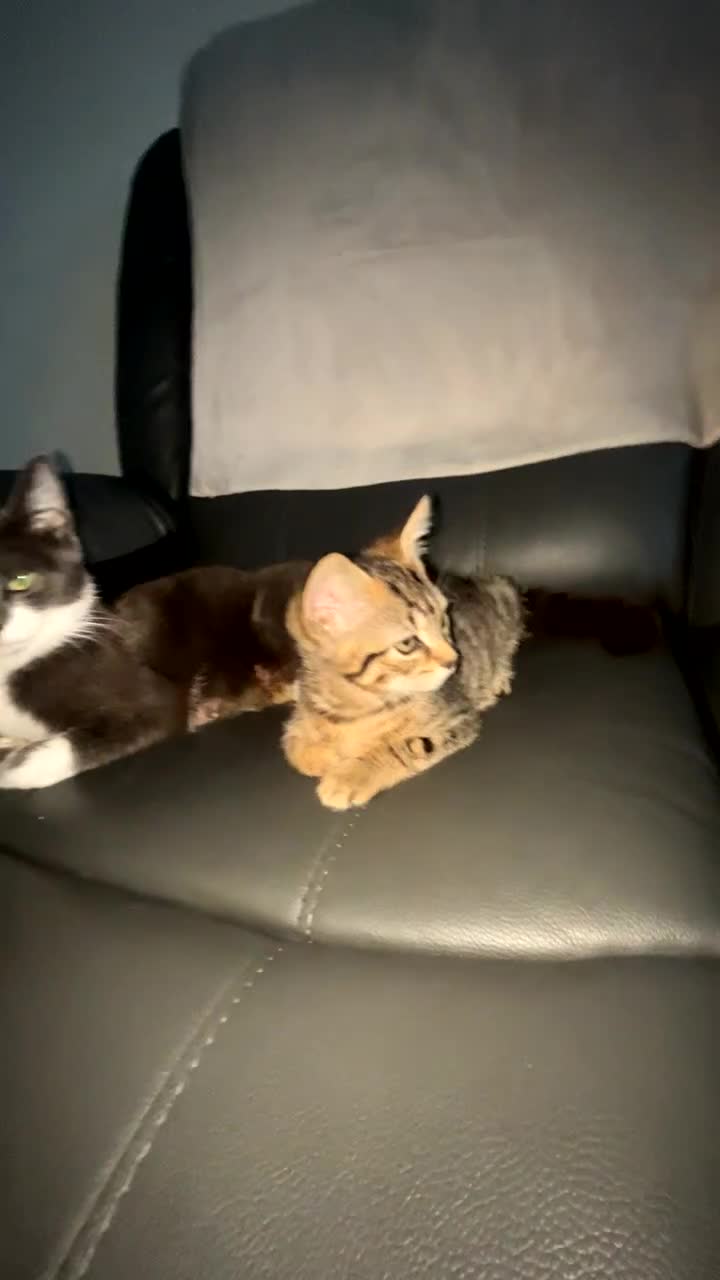 Mixed Breed cats for sale: females kitten for sale - Video 3