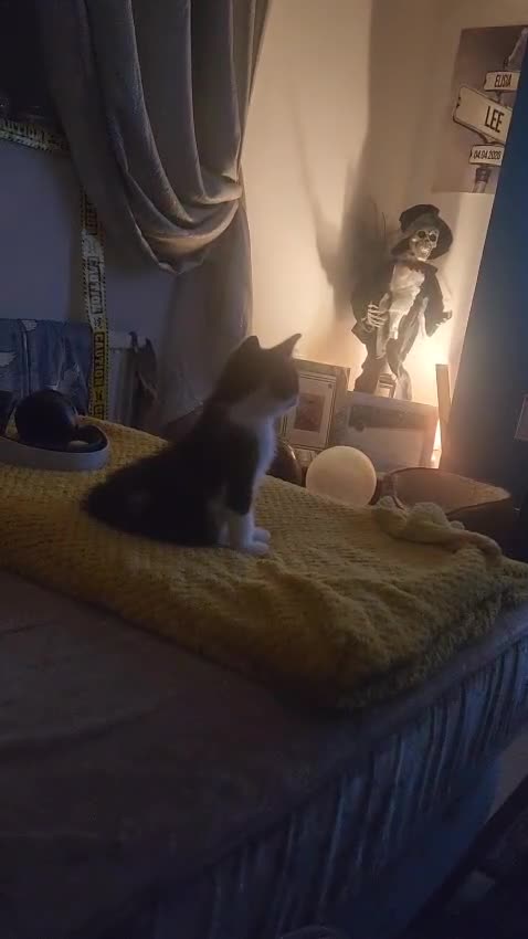 Mixed Breed cats for sale: Lil girl looking for her forever home - Video 1