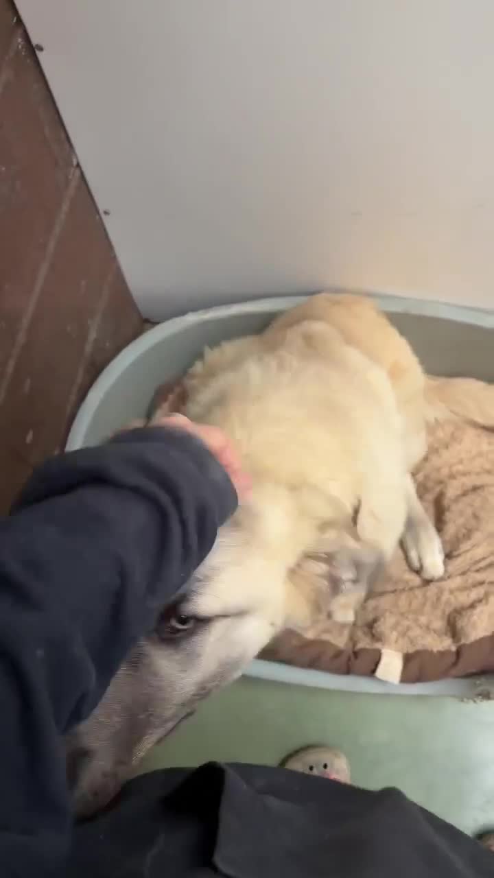 Mixed Breed dogs for adoption: Hermes 🐾  - Video 1