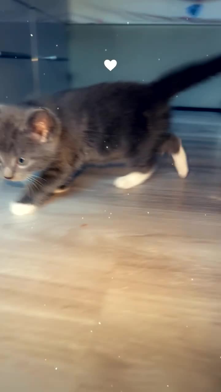Mixed Breed cats for sale: Beautiful grey / black and white half Mainecoon  - Video 1