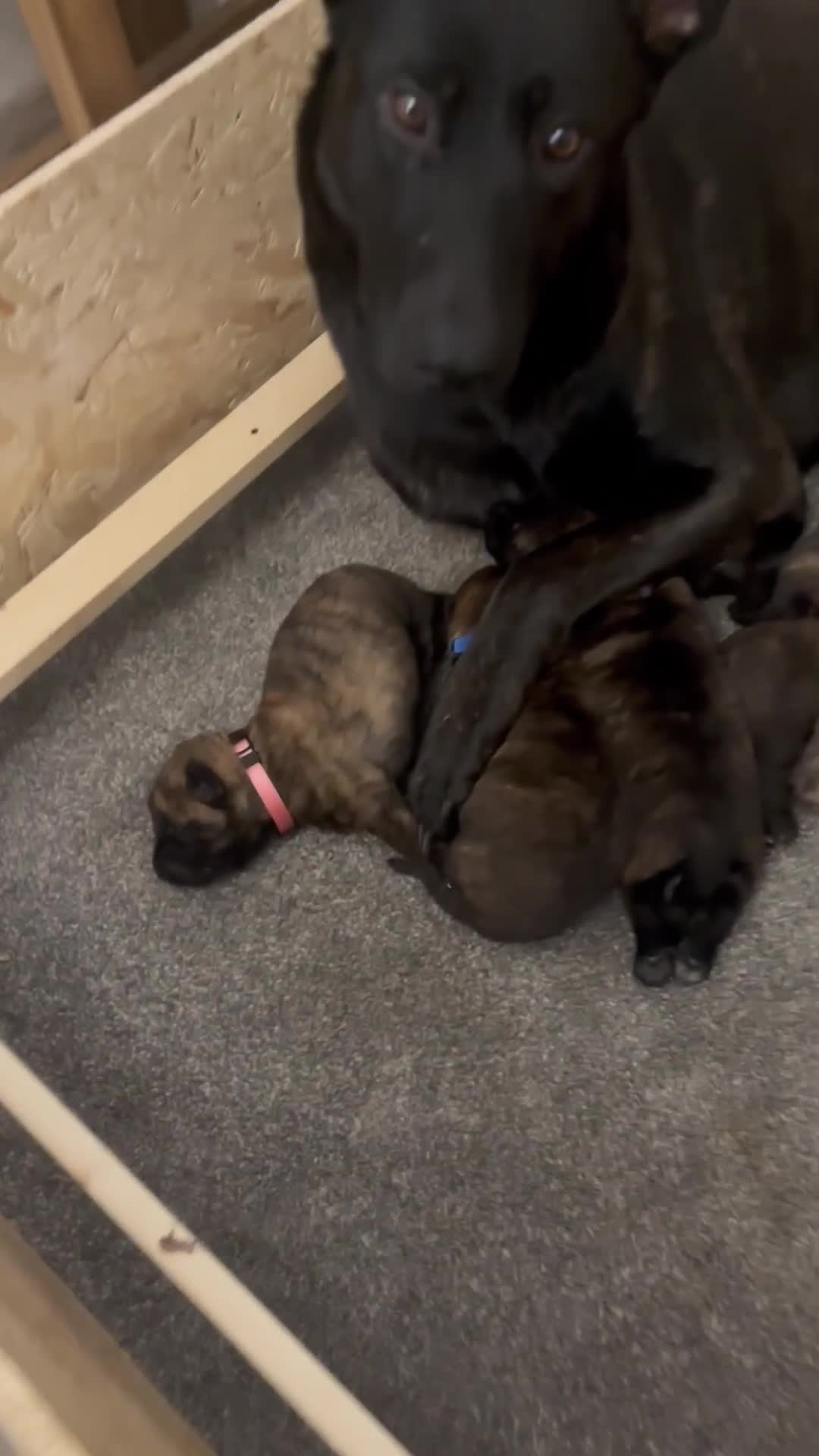 Belgian Shepherd Dog dogs for sale: Dutch shepherd puppies  - Video 1