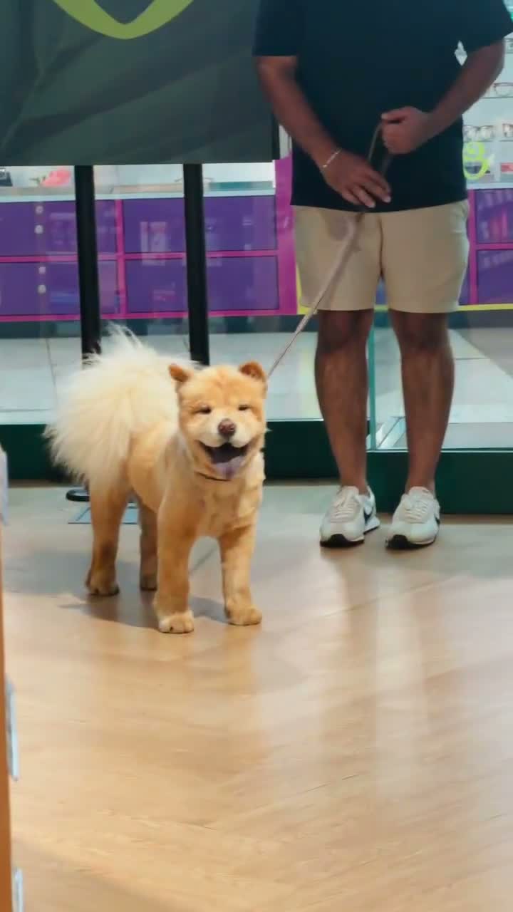 Chow Chow dogs for sale: Luna caramel chow chow - Video 1