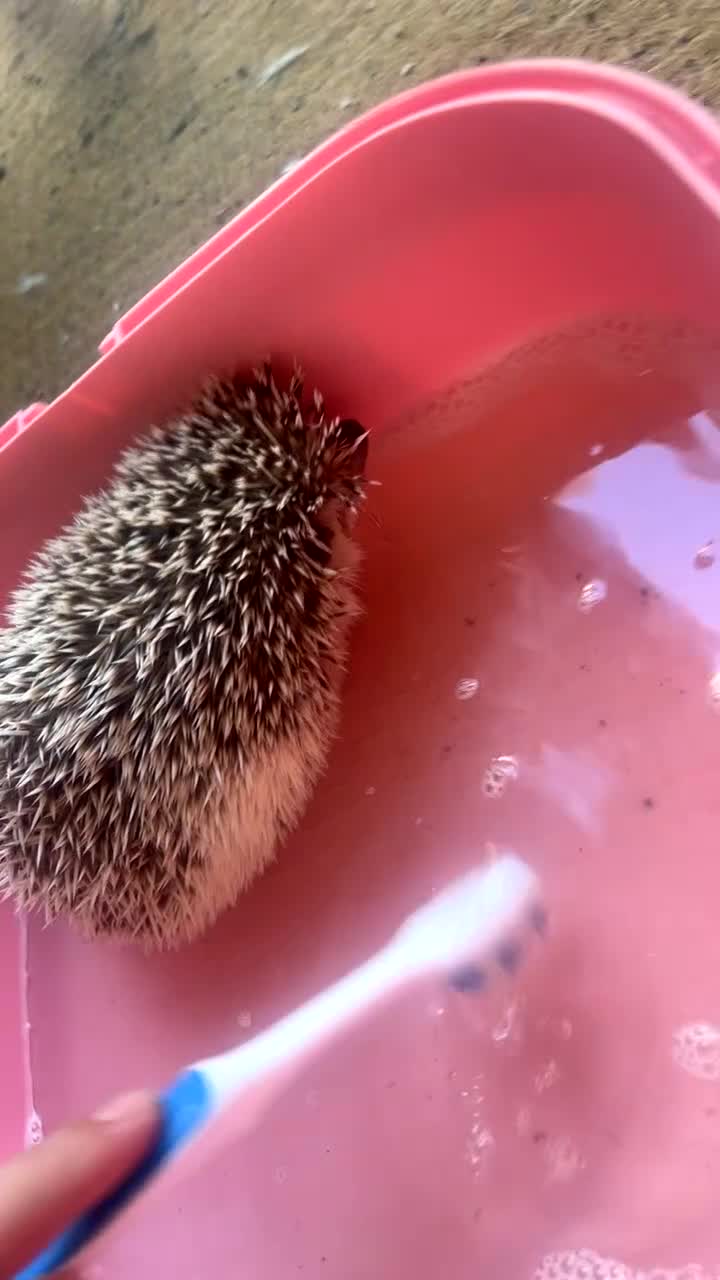 Pygmy Hedgehog rodents for sale: Hettie the Hedghog in Ruislip - Video 1