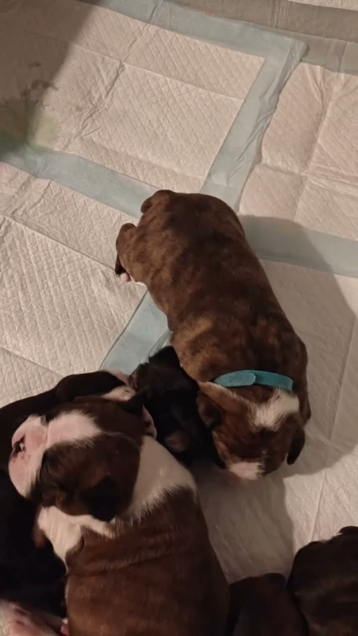 Mixed Breed dogs for sale: Boston Cross Pups Looking for Their Forever Home - Video 1