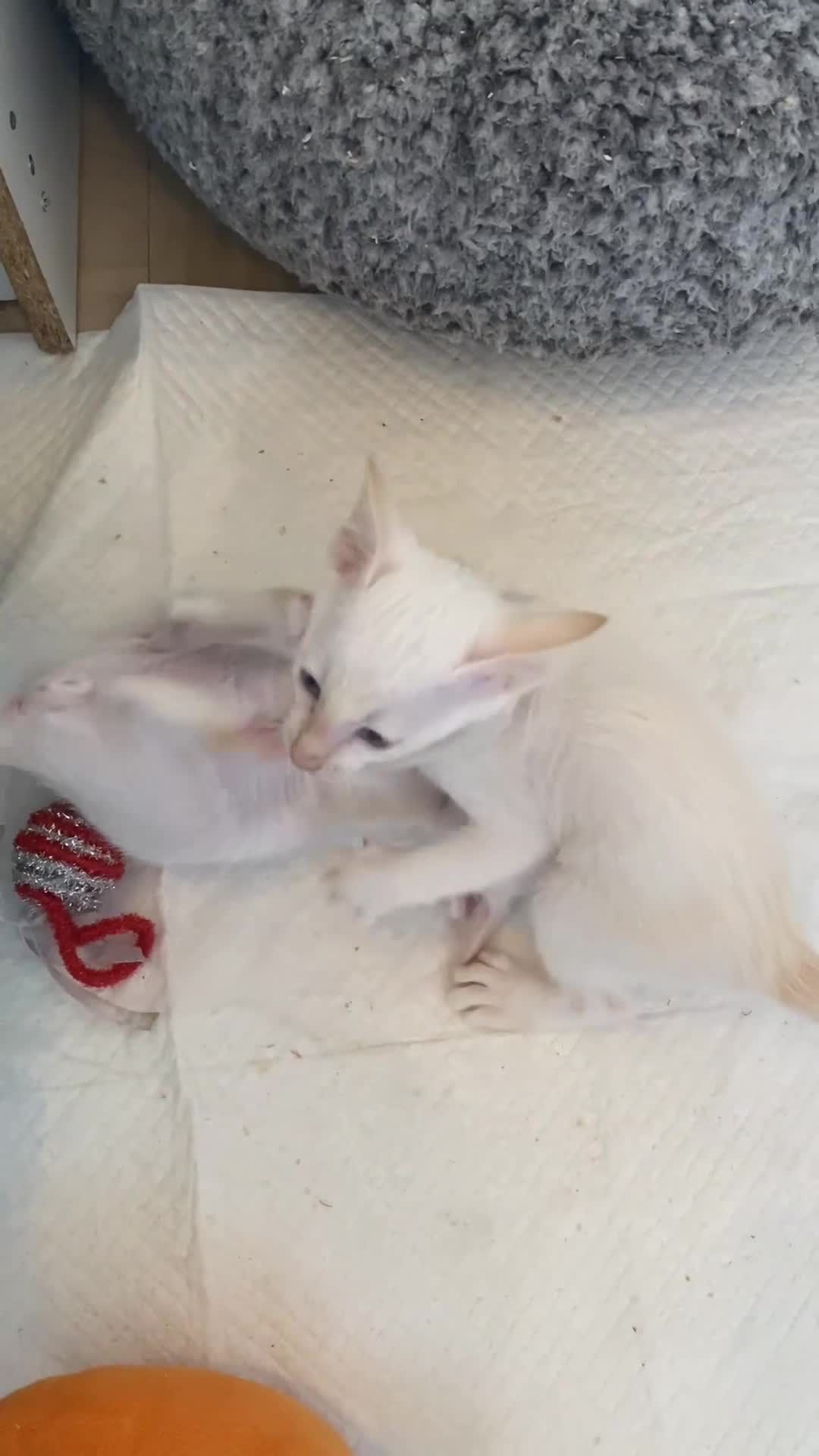 Siamese cats for sale:  Flame point Siamese kittens  - Video 2