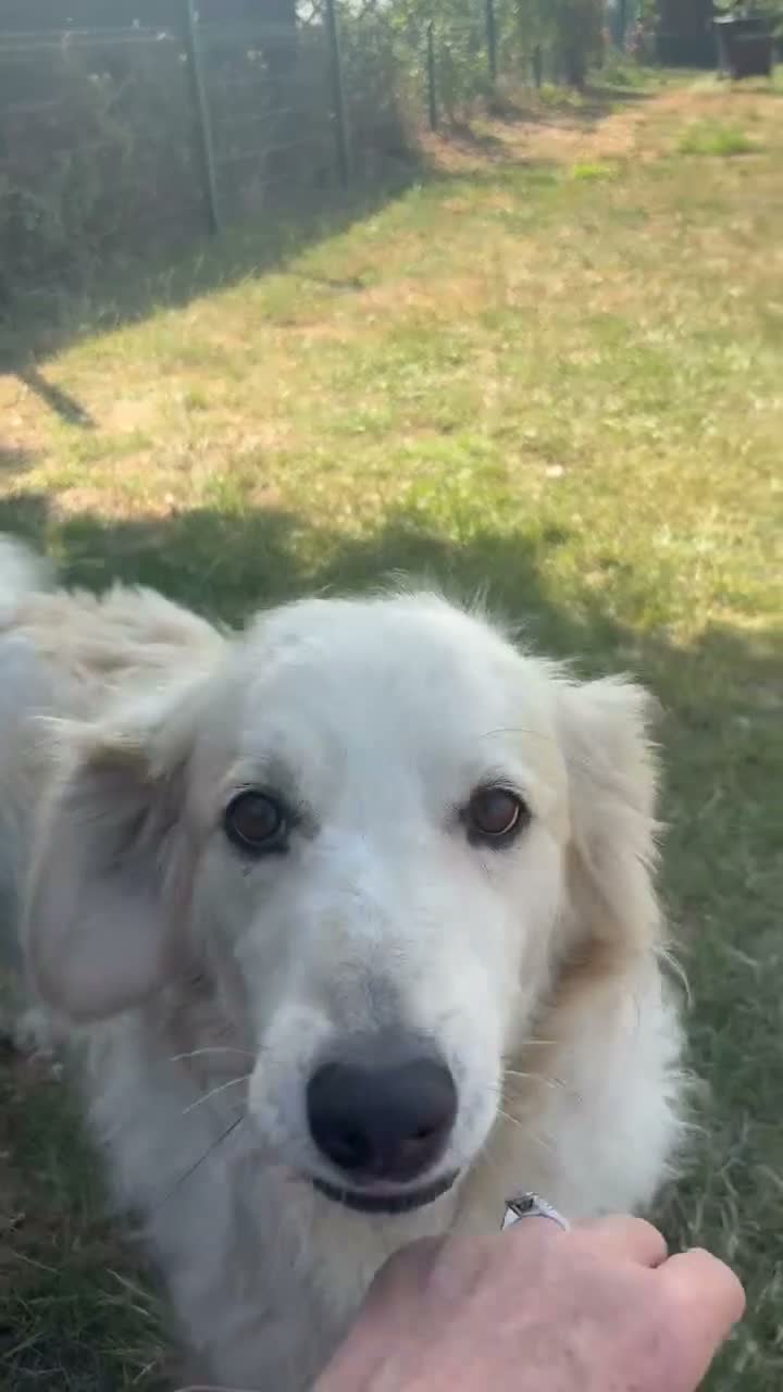 Mixed Breed dogs for adoption: Gorgeous Catie 💜 Looking for her Soul mate in Boston - Video 1