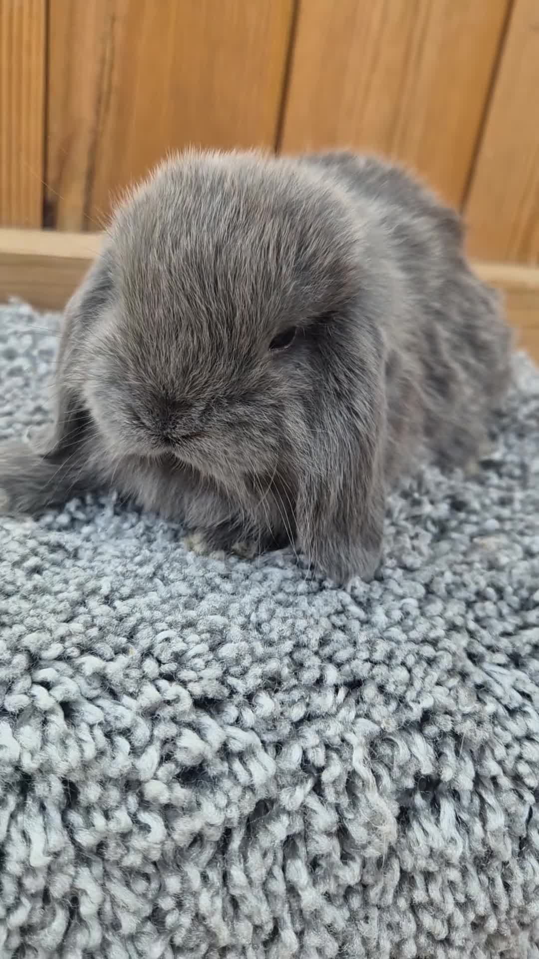 Mini Lop rabbits for sale: Mini Lop babies ready to reserve  - Video 4