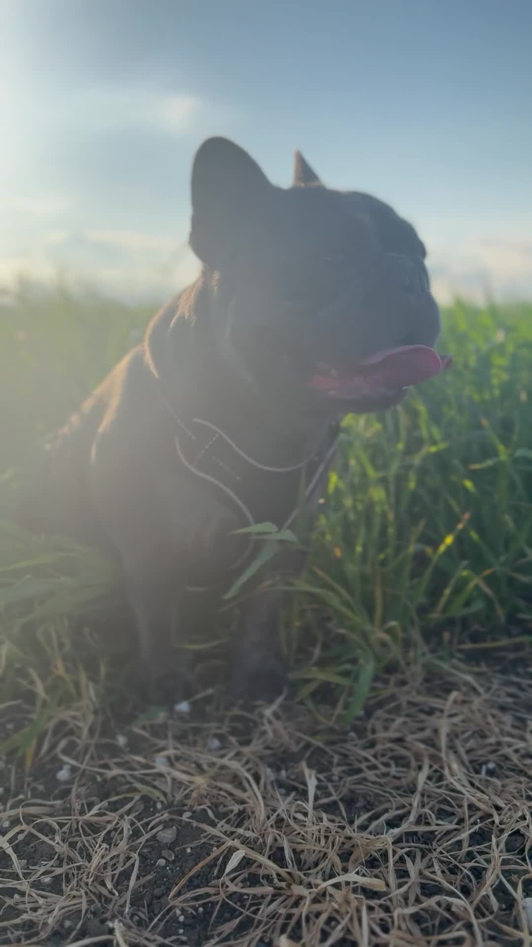 French Bulldog dogs for stud: Blue French Bulldog Male – Stud Service Only - Video 2