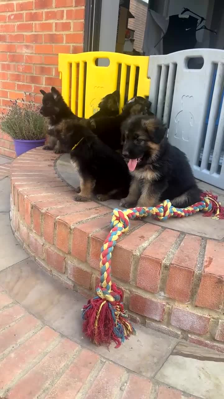 German Shepherd dogs for sale: 6 showline German shepherd pups  - Video 3