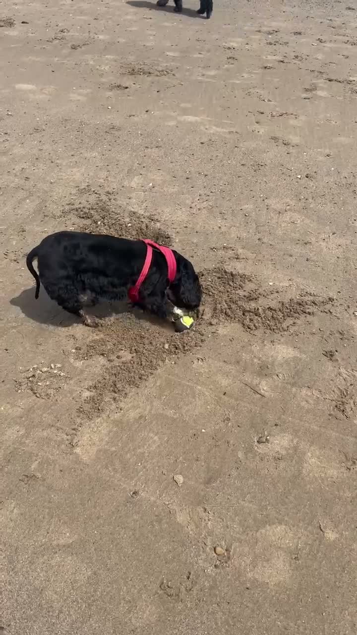 American Cocker Spaniel dogs for sale: Lovely 3 year old American cocker spaniel  - Video 1