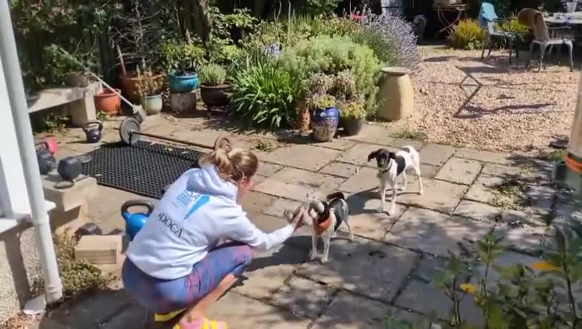 Mixed Breed dogs for adoption: STELLA-1 YR OLD, SMALL, PRETTY, CYPRUS SPECIAL MIX - Video 2