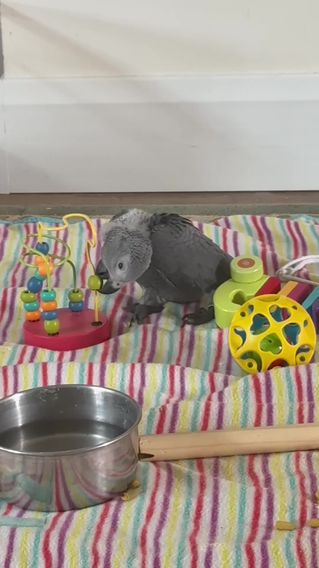 Parrots birds for sale: handreared african grey babies - Video 1