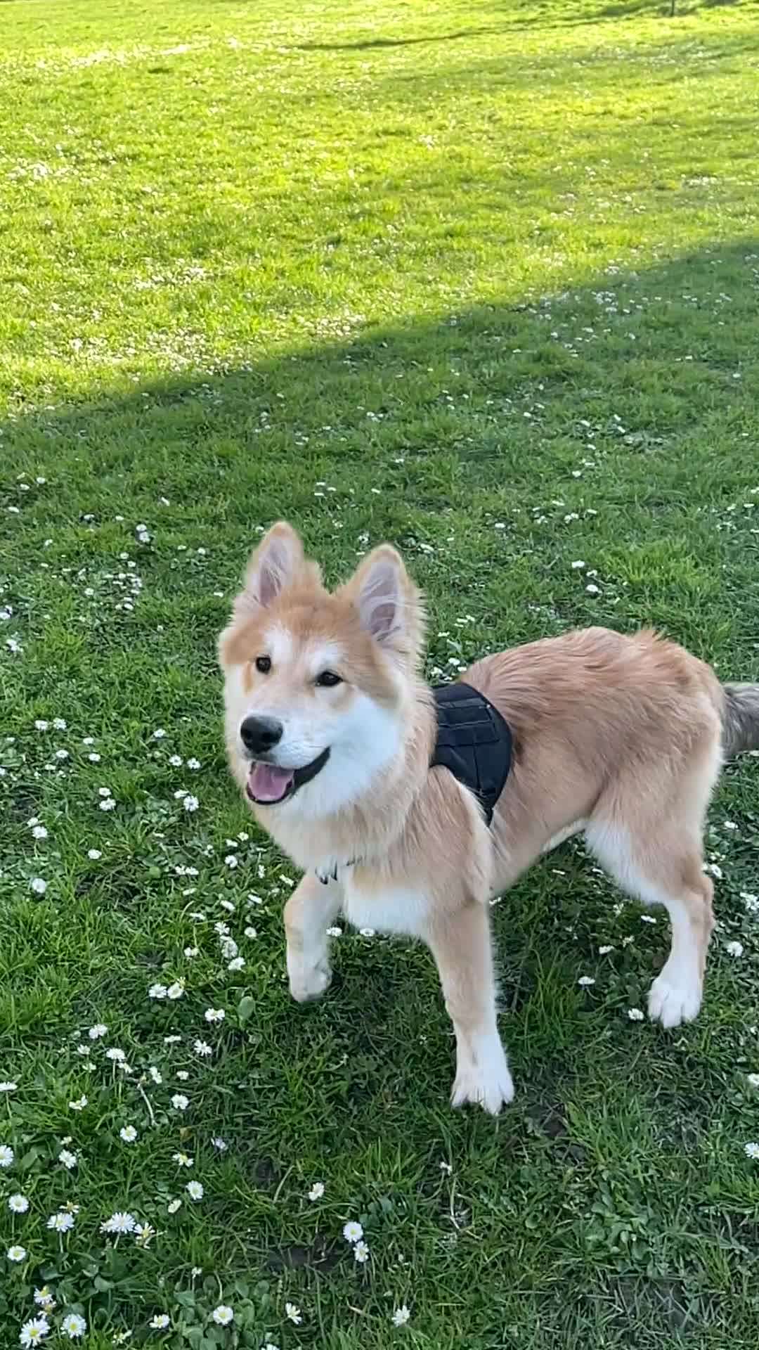 Mixed Breed dogs for sale: Spike, 10 months male, looking for loving home  - Video 1